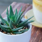 Aloe vera: Cserépbe zárt orvosság