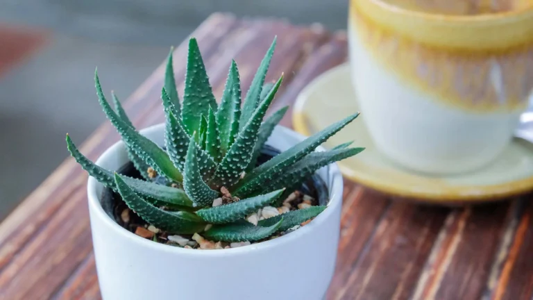 Aloe vera: Cserépbe zárt orvosság