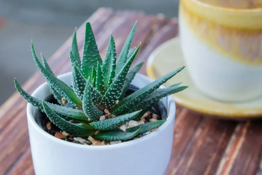 Aloe vera: Cserépbe zárt orvosság