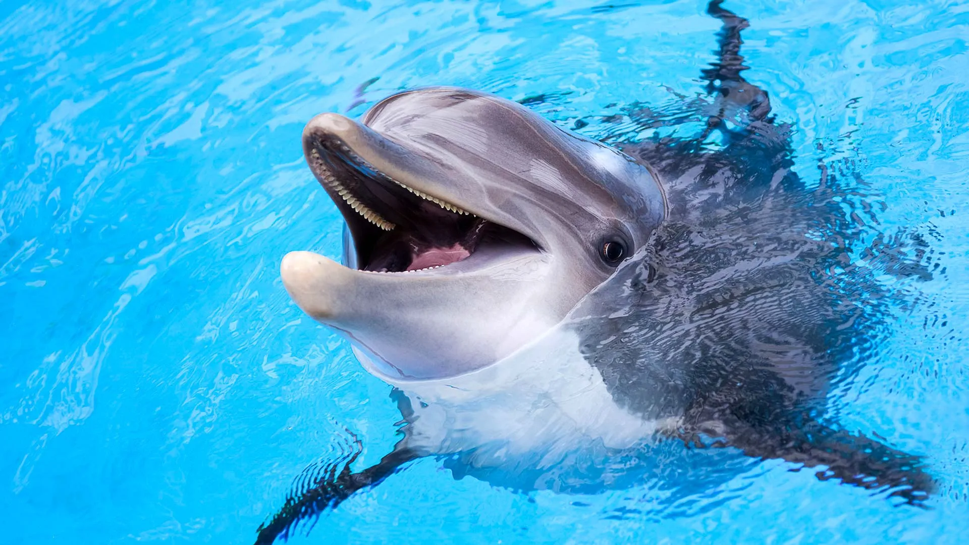 Az állatvilág észlényei...