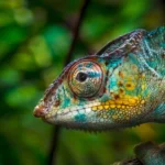 Egzotikus háziállatok: a kaméleon