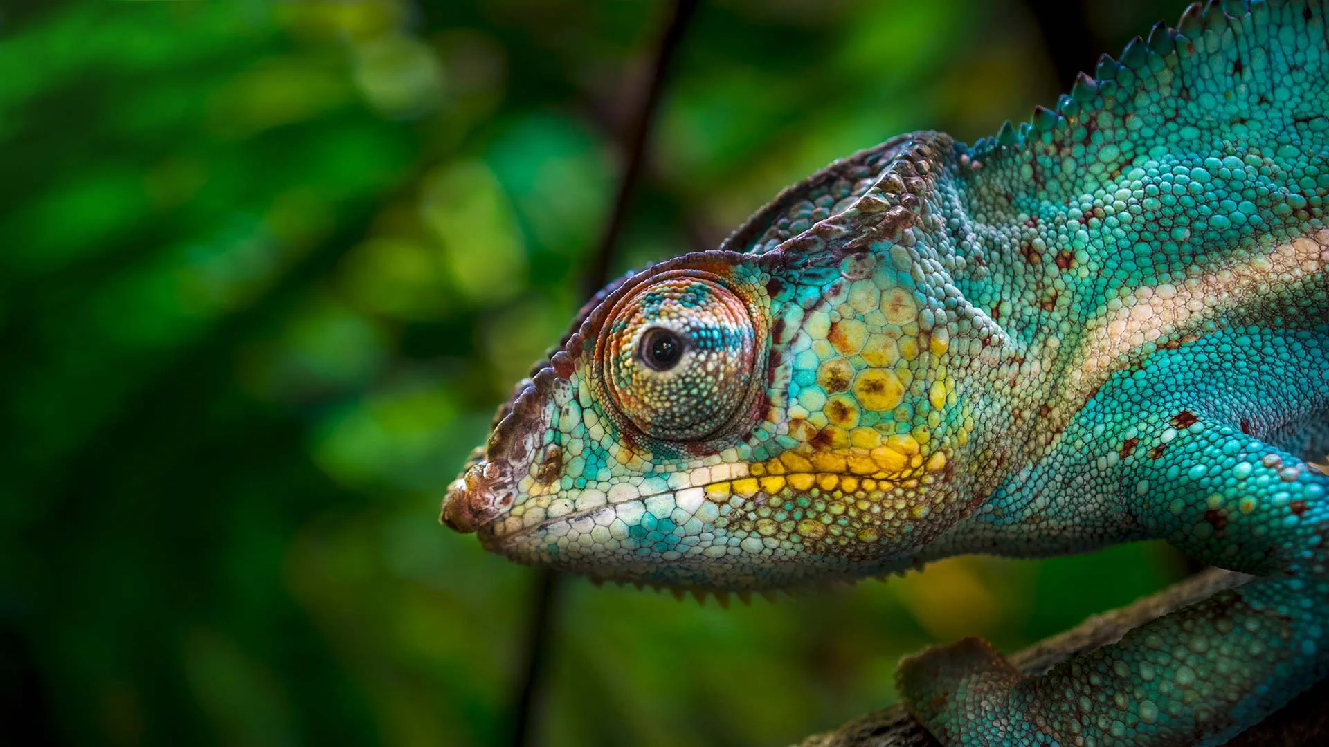 Egzotikus háziállatok: a kaméleon