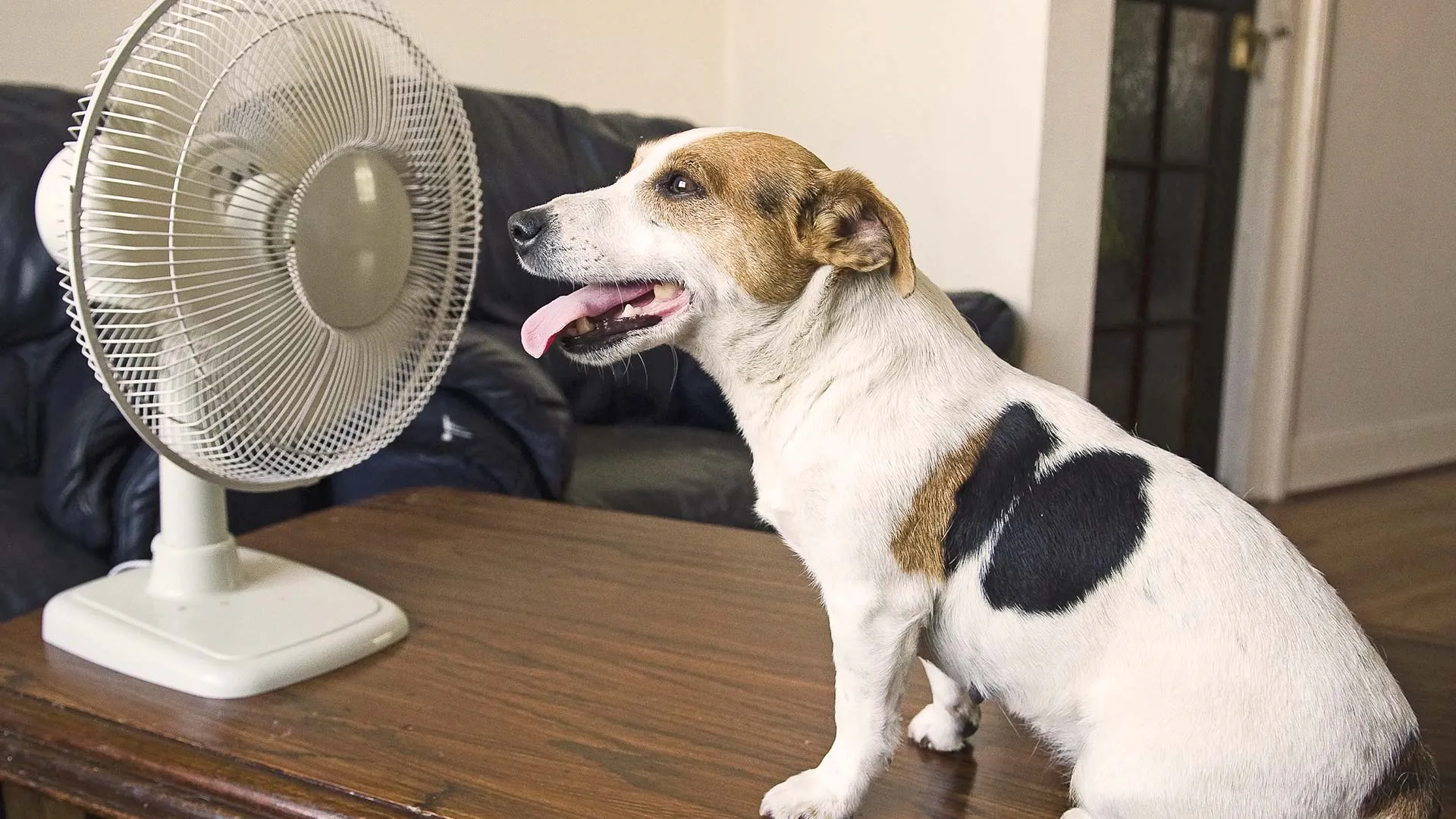 Hogyan ápold helyesen a kutyusod nyáron?