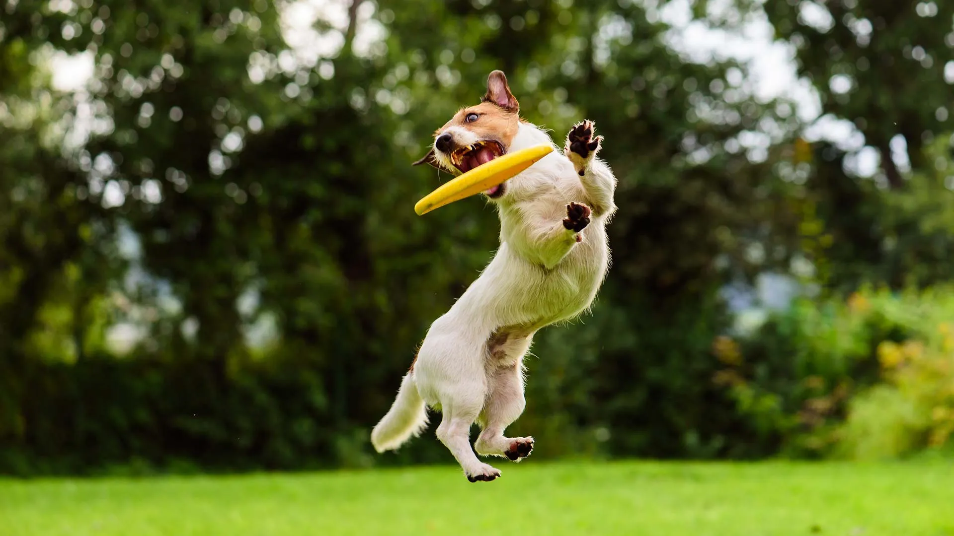 Így neveld a kutyádat