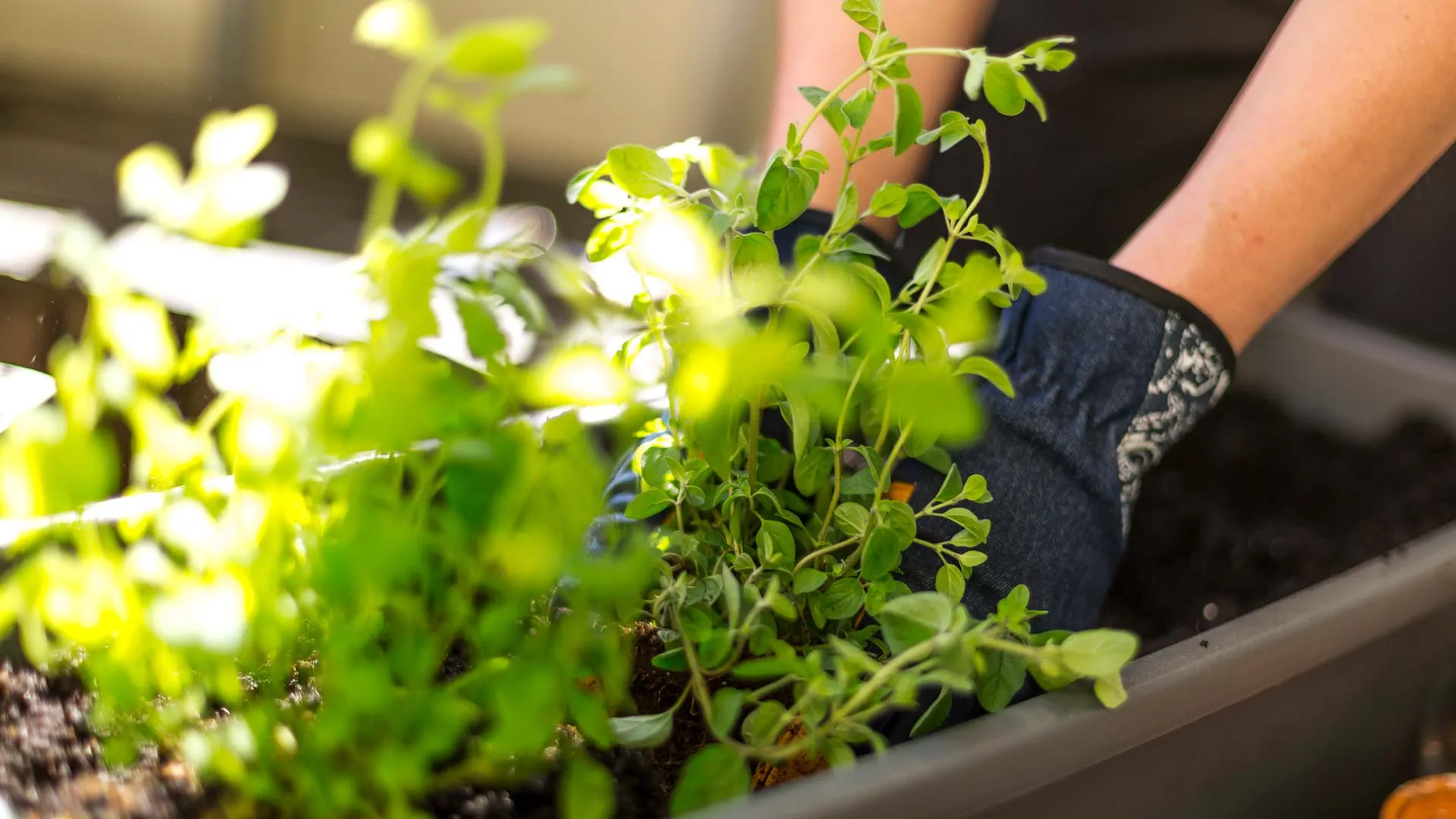 Kertészkedésre fel!