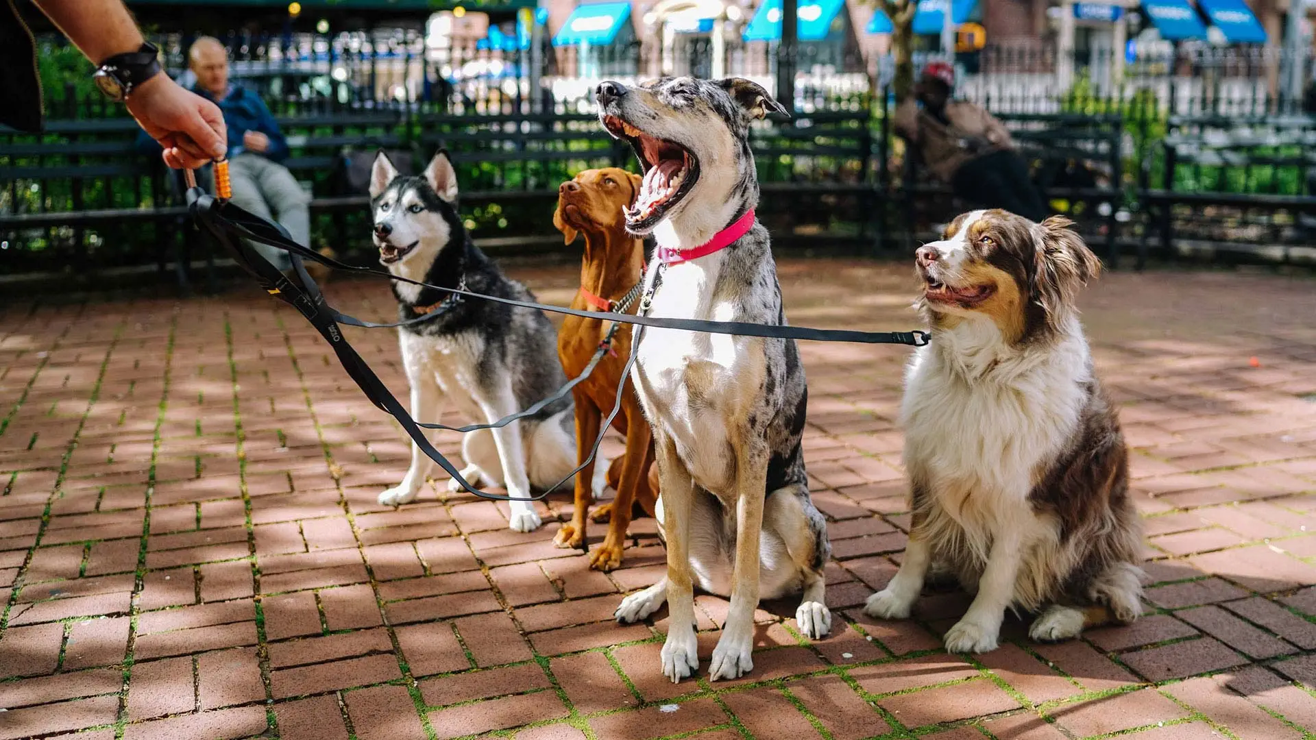 Miért tartsunk kutyát?