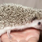 Minden, amit a süntartásról tudni kell