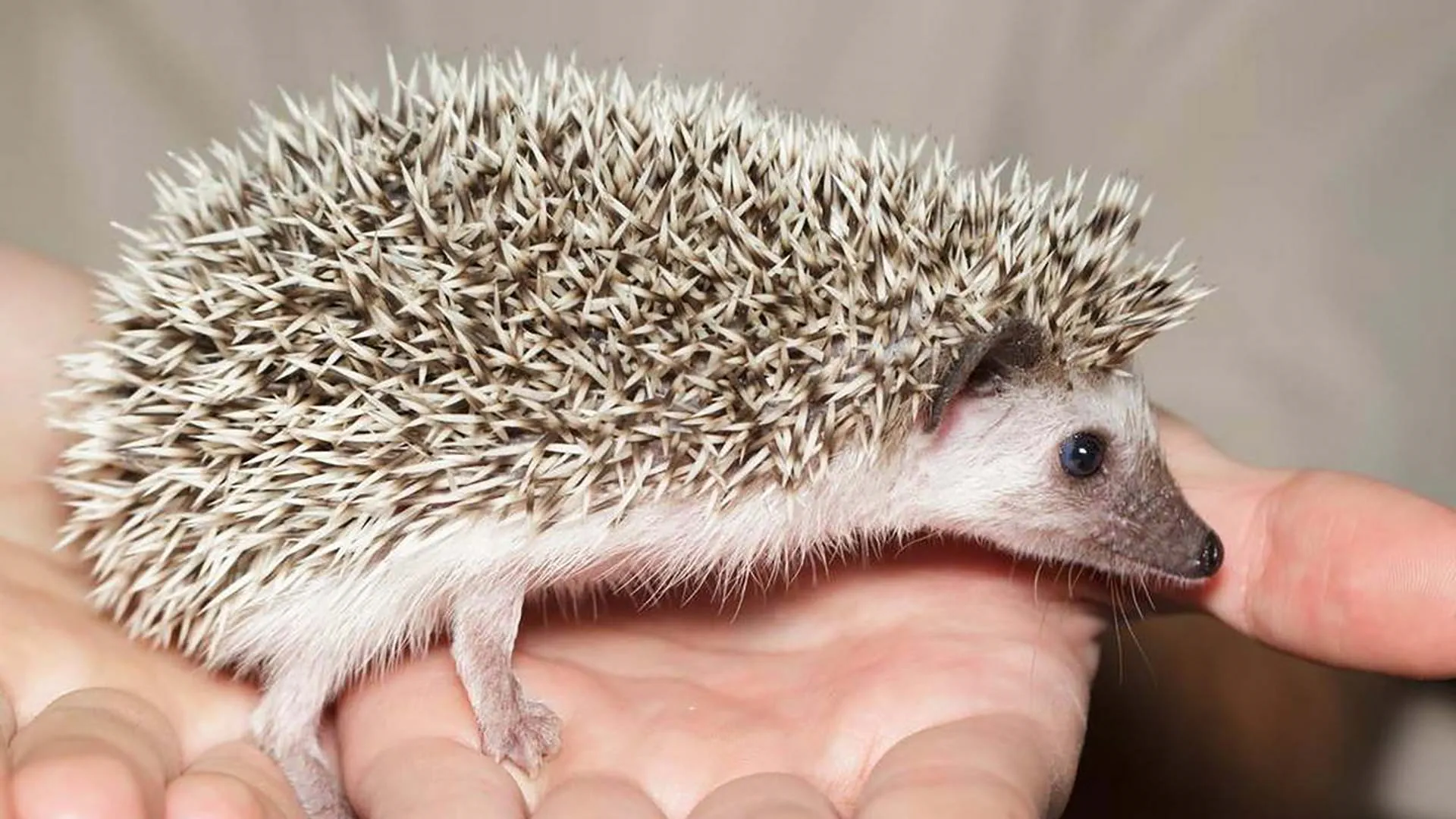 Minden, amit a süntartásról tudni kell