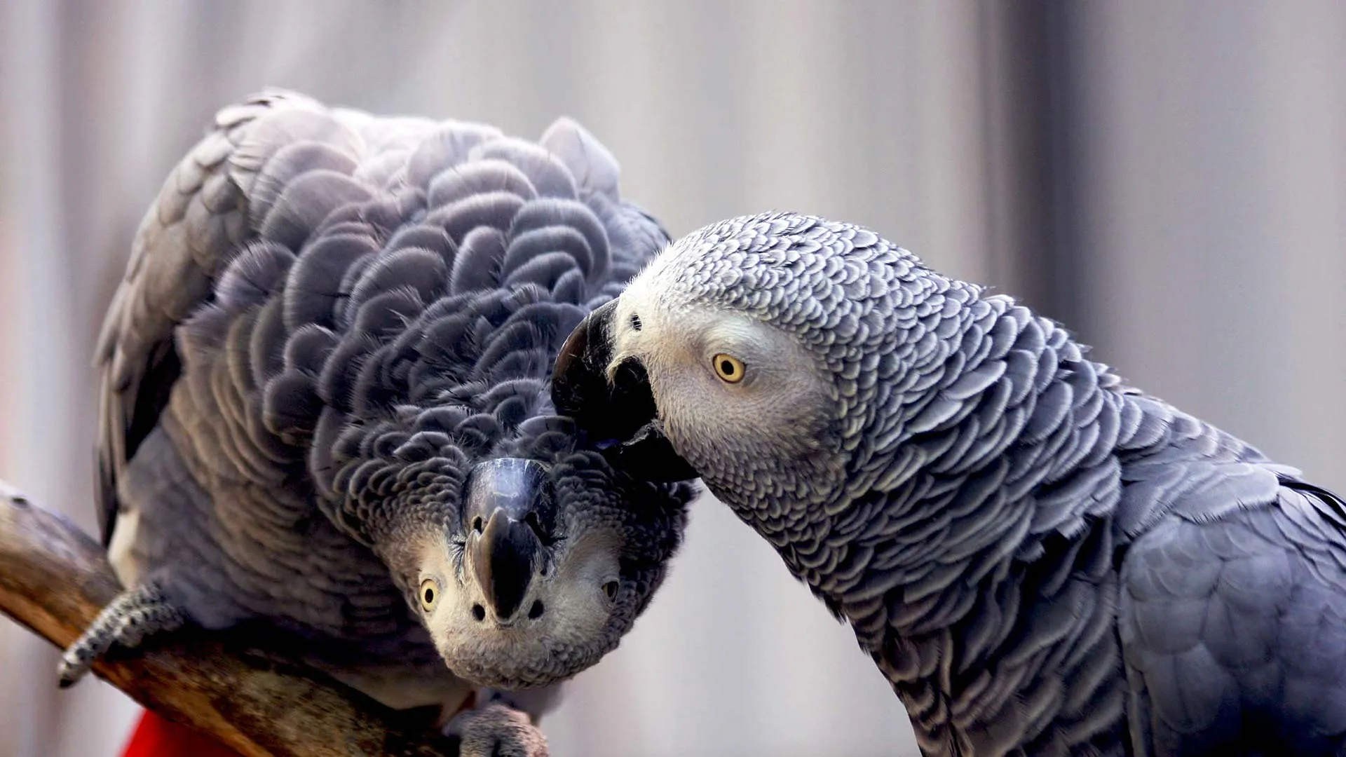 Papagájok: A papagáj kiválasztása