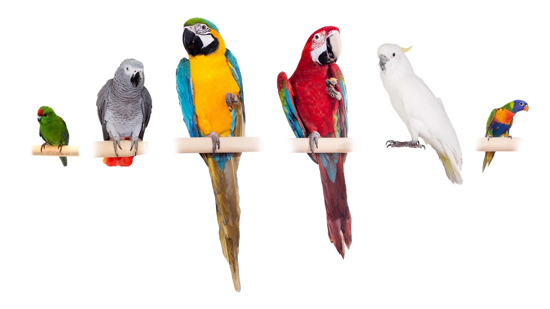 Papagájok: Ilyen egy papagáj