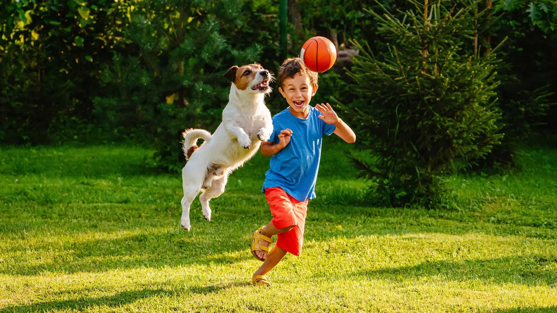 Vicces házi kedvencek, rajongó gyerekek